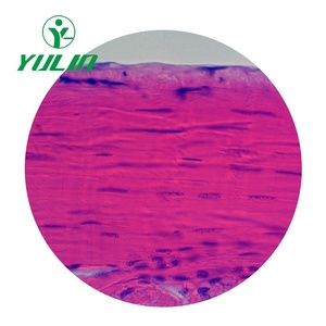 Khoa Học Y Tế chuẩn bị mẫu người mô học xương chuẩn bị Slide cho giảng dạy và học tập y tế - Product Image 2