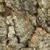 natural bark