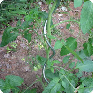 Greenhouse <strong>Tomato</strong> <strong>Support</strong> for Garden - Product Image 3