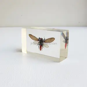 Custom Gift Pmma Plexiglas Acryl Bee Hars Blok Inbedding Kristallen Presse-papier Animal Specimen Presse-papier Met Insect