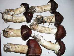 Detan secas <span class=keywords><strong>Agaricus</strong></span> blazei para compradores de setas - Product Image 2