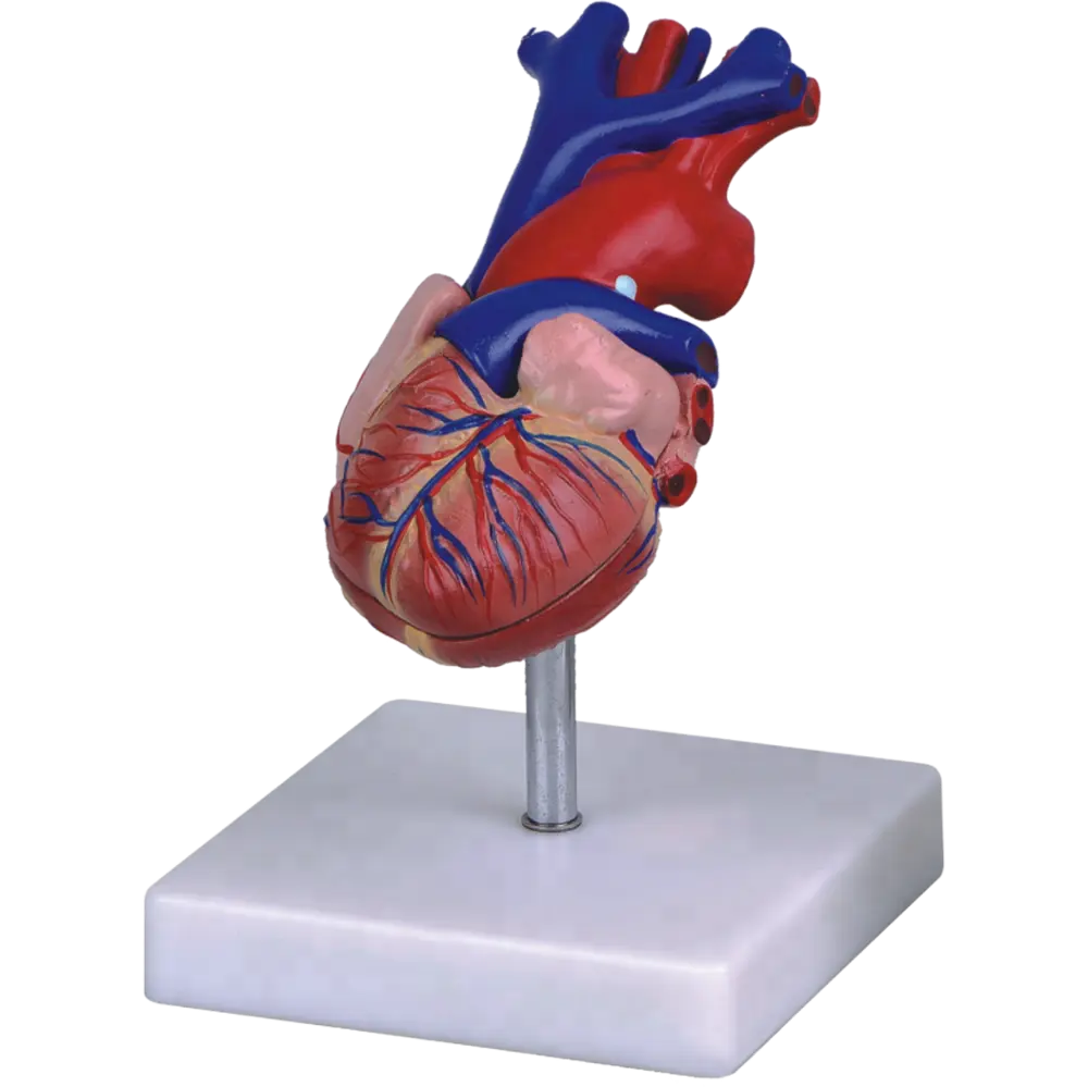 Life Size Human Heart Model