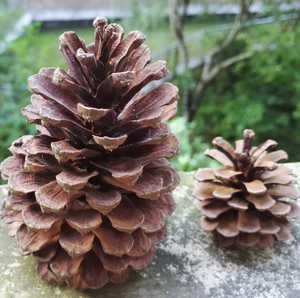 Décorations de Noël en cône de pin naturel de marque HE, <span class=keywords><strong>pas</strong></span> <span class=keywords><strong>cher</strong></span>, avec couleur personnalisée, taille 2-20 cm, MOQ 500 pièces - Product Image 6