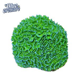 Redelijke Prijs Blauw Schat Zoutwater Kunstmatige Aquarium Coral Koop - Product Image 3