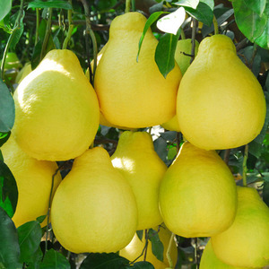 ส้มโอน้ำผึ้งจีนสด