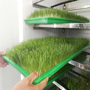 <strong>Large</strong> Capacity High Efficient <strong>Hydroponic</strong> Fodder Growing <strong>Systems</strong> for Sale