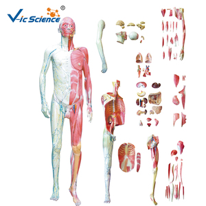 Modelo <span class=keywords><strong>de</strong></span> Disección <span class=keywords><strong>de</strong></span> los Músculos del Cuerpo Humano con Modelo <span class=keywords><strong>de</strong></span> Vísceras Adjunto, Disección <span class=keywords><strong>de</strong></span> los Músculos del Cuerpo, Modelo <span class=keywords><strong>de</strong></span> Vísceras, Modelo Educativo <span class=keywords><strong>de</strong></span> Ciencias Médicas - Product Image 4