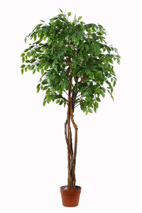 Pappelfeige Samen, ficus religiosa, buda Bodhi Baum Baum <span class=keywords><strong>Bonsai</strong></span> geeignet - Product Image 2