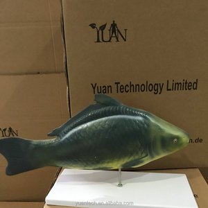 YA/B023 anatomia del pesce di dimensioni naturali e Torso campione di pesce per adulti per riferimento anatomico modello di anatomia del pesce - Product Image 5