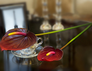 <span class=keywords><strong>Fiori</strong></span> <span class=keywords><strong>e</strong></span> <span class=keywords><strong>Piante</strong></span> di Anthurium <span class=keywords><strong>Piante</strong></span> di Anthurium in <span class=keywords><strong>Vendita</strong></span> - Product Image 5