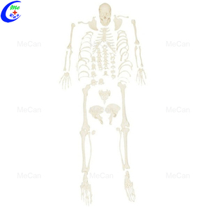 <span class=keywords><strong>Squelette</strong></span> d'anatomie artificielle grandeur nature de 180cm - Product Image 5