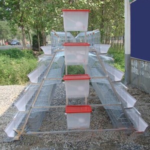 precios de jaulas para gallinas <span class=keywords><strong>ponedoras</strong></span> ( agente en México) - Product Image 4