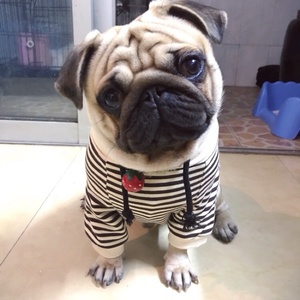 Sweat-shirt à capuche à rayures pour animaux de compagnie, vêtements pour chiens assortis au <span class=keywords><strong>manteau</strong></span> assorti pour chiens et mamans - Product Image 4