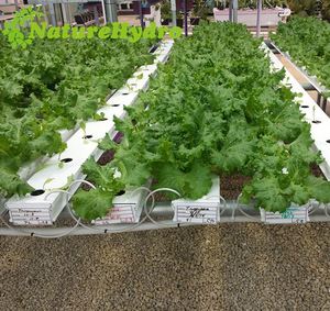Fábrica de China, ¿cómo un Nft sistema hidropónico para los tomates trabajos de diseño - Product Image 5
