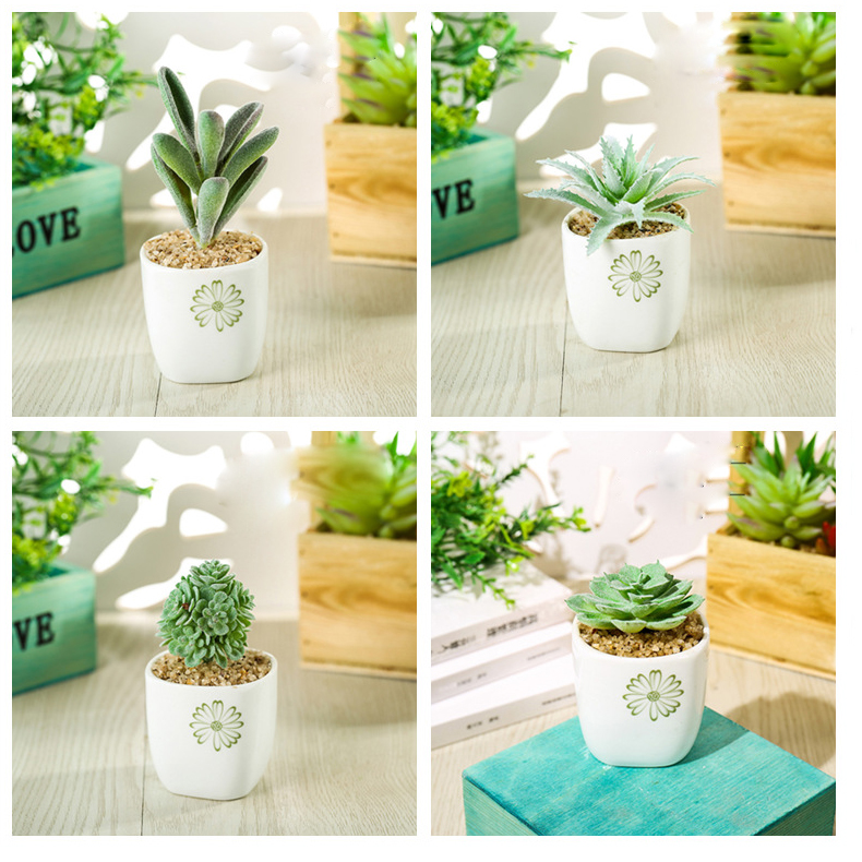 monstera adansonii samen Monstera Adansonii Stecklinge Seltene Zimmerpflanze