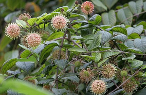 ผงสารสกัดอุนคาร์เรีย โทเมนโทซ่า คุณภาพดีที่สุด อัตราส่วน 10:1 - Product Image 5