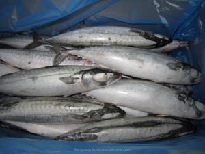 Hot <b>Sale</b> KOSHER Whole Frozen Pacific Mackerel Block BRC Certified Dried <b>Bulk</b> Packaging Time Shelf Origin High Quality - Product Image 5