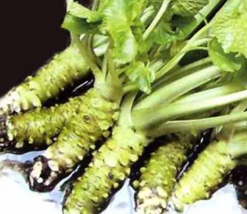 Dried Japanese Horseradish Root - Pure Eutrema Japonicum Wasabi for  Business Use, Natural Light Green Seaweed Seasoning