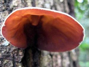 Cannabo — agrobe <span class=keywords><strong>aegerita</strong></span>,yin er, extrait de mycelélium, OEM - Product Image 5