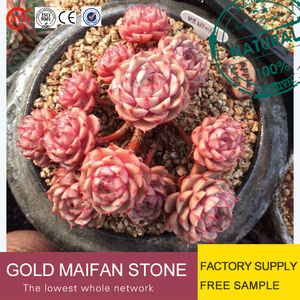 Wholesale 11-14 Red Natural <strong>Clay</strong> <strong>Ball</strong> for Potting Soil Garden Supplies on Sale - Product Image 4
