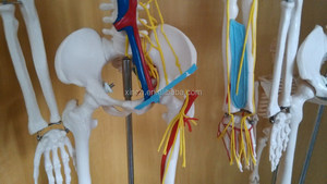 85CM Human Anatomy <strong>Skeleton</strong> with Nerves and Blood Vessels - Product Image 5