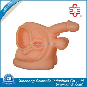 De plástico médica hombre órganos genitales - Product Image 1