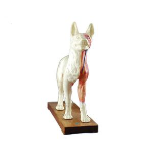 Model anatomi akupunktur anjing hewan alat bantu pengajaran biologi untuk manekin latihan sains medis untuk dijual - Product Image 5