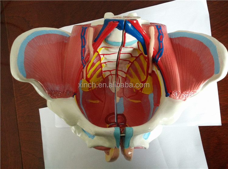 女性生殖器器官三维模型| Alibaba.com