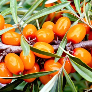 Congelés de bonne qualité l'argousier IQF - Product Image 1