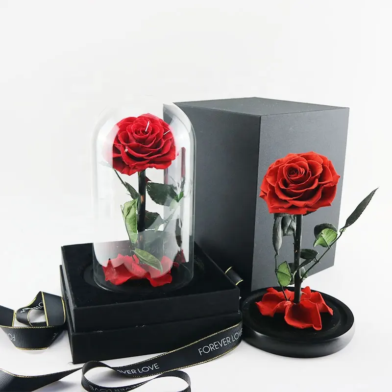 Beauty Beast Enchanted Bella Rose Preserved Flower in Glass Dome
