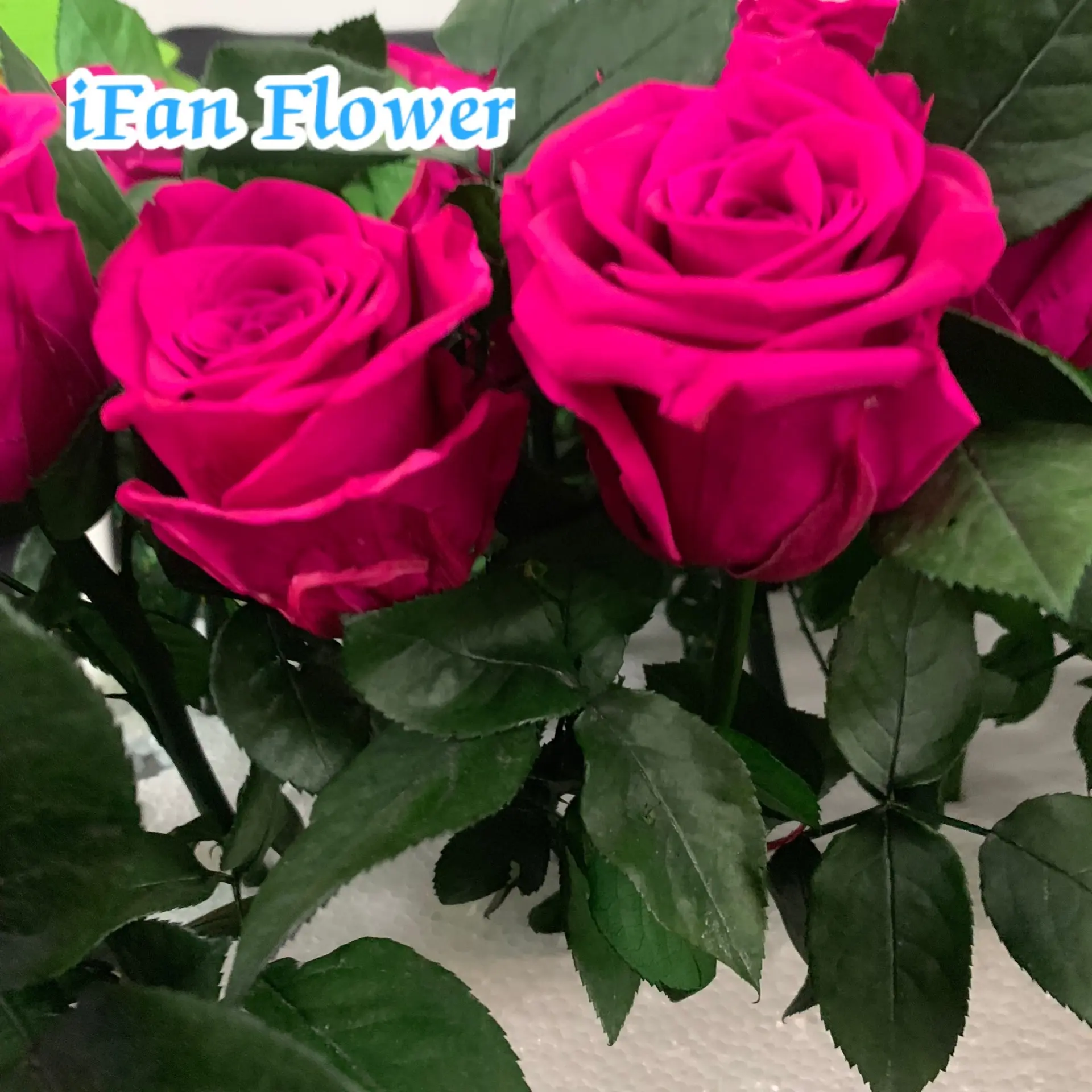 Big crazy sale natural longlasting rose stem on preserved rose with stem wholesale cheap