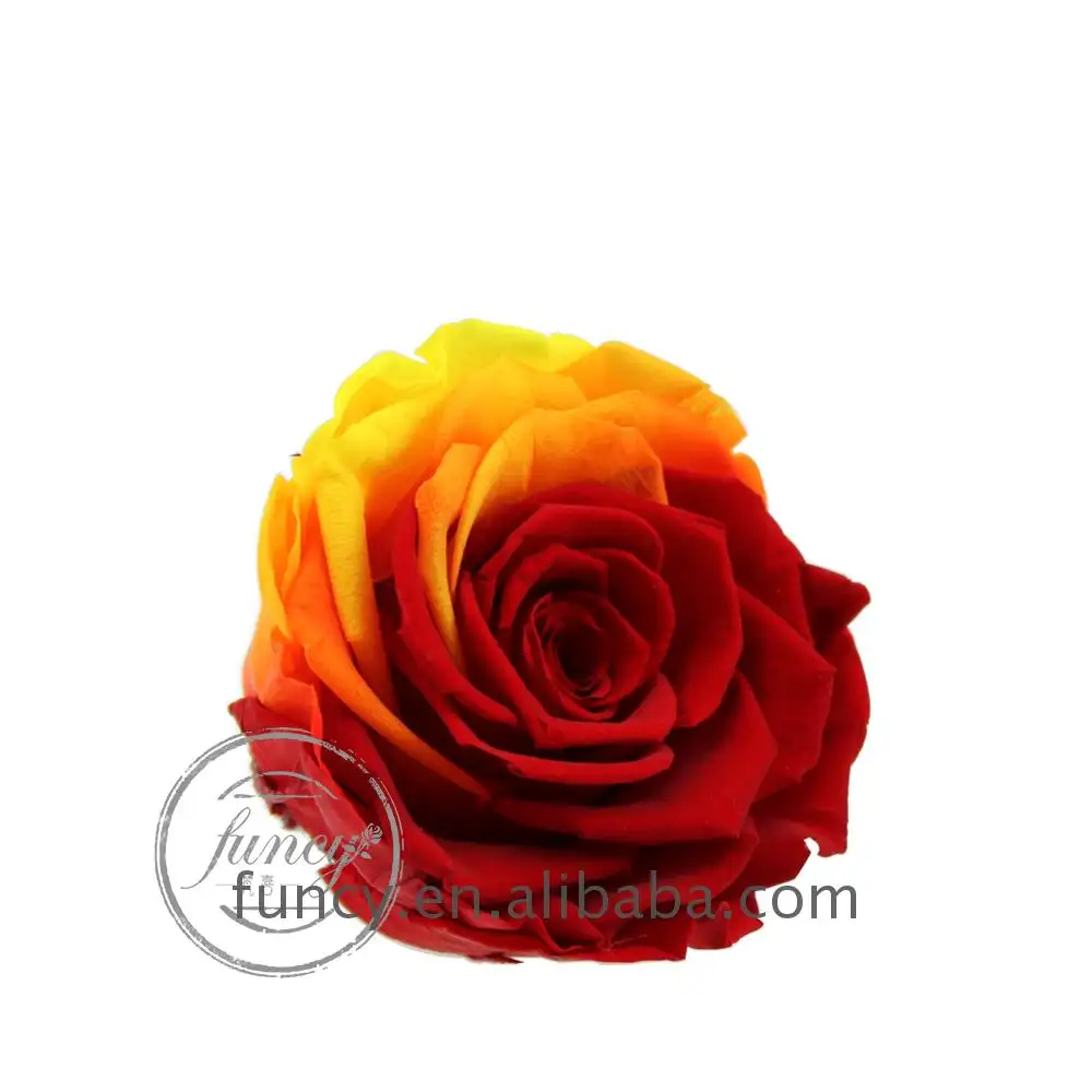 8 cm लाल और पीले ढाल रंग हमेशा के लिए संरक्षित गुलाब का फूल