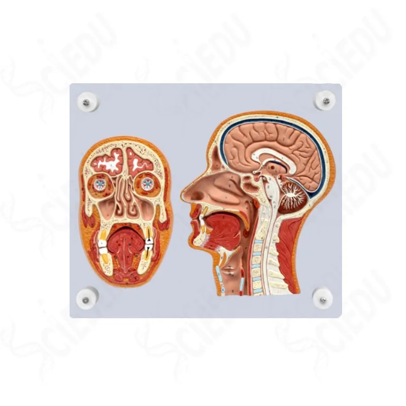 Human Head Model Anatomy Brain Structure Human Brain Model For Medical