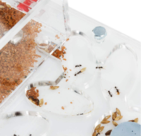 Ferme de fourmis acryliques en gros