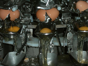 Máy Phá trứng-tách lòng trắng trứng và lòng đỏ trứng - Product Image 4