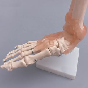 Modelo de articulación de <span class=keywords><strong>tobillo</strong></span> de pie <span class=keywords><strong>humano</strong></span> de tamaño Natural, modelo de <span class=keywords><strong>esqueleto</strong></span> de pie ligamentoso y articulación anatómica de pie ligamentoso - Product Image 5