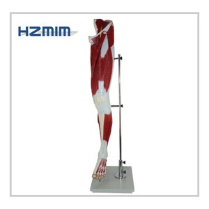 Torso anatómico para cuerpo humano, 13 <span class=keywords><strong>Partes</strong></span> - Product Image 2