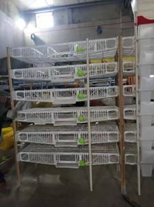 Büyük indirim plastik bıldırcın kafes bıldırcın evi otomatik besleme sistemi - Product Image 4