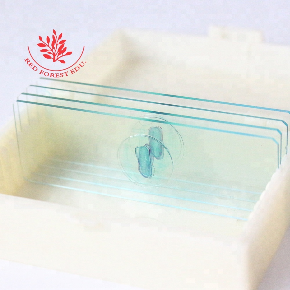 Microscope Slides 7101 Zeamay Seed L.S Teaching Tool