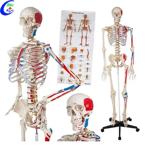 Медицинская модель анатомического скелета человека
