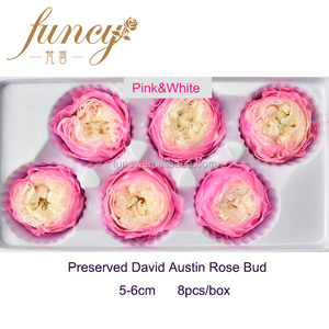 Rosas David Austin Naturales <span class=keywords><strong>Preservadas</strong></span>, Tamaño del Diámetro de 5 a 6 cm - Product Image 2