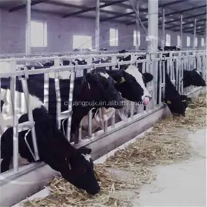 Cattle Head Lock for Dairy Farm