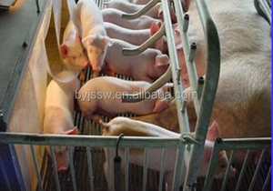 معدات لتربية الخنازير في مزرعة الخنازير ، معدات قفص الخنازير الأكثر مبيعاً - Product Image 4