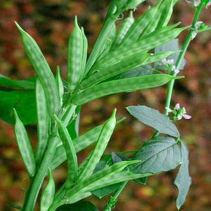 Diskon 99% Gusi <span class=keywords><strong>Guar</strong></span> Biasa