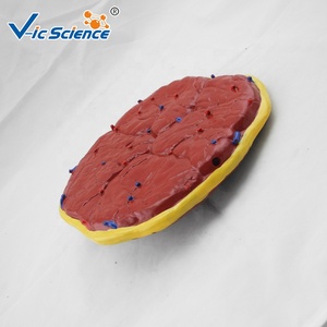 <span class=keywords><strong>Cuerpo</strong></span> <span class=keywords><strong>humano</strong></span> unido al modelo de anatomía placentaria del cordón umbilical modelo de educación anatómica de la Escuela de Ciencias Médicas - Product Image 5