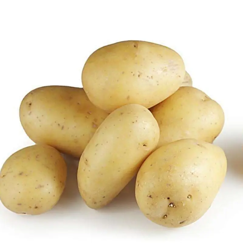 Sertifikalı helal/boşluk Shepody patates, patates toptan malezya, patates tohumu hollanda