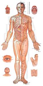 médico chino los <span class=keywords><strong>puntos</strong></span> <span class=keywords><strong>de</strong></span> <span class=keywords><strong>acupuntura</strong></span> gráficos - Product Image 2