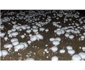 alta calidad extracto de <span class=keywords><strong>agaricus</strong></span> bisporus hongos <span class=keywords><strong>comestibles</strong></span> y medicinales - Product Image 2