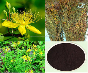 Haute Qualité GMP et KOF-Casher St John's Wort Extrait 0.3% hypéricine - Product Image 2