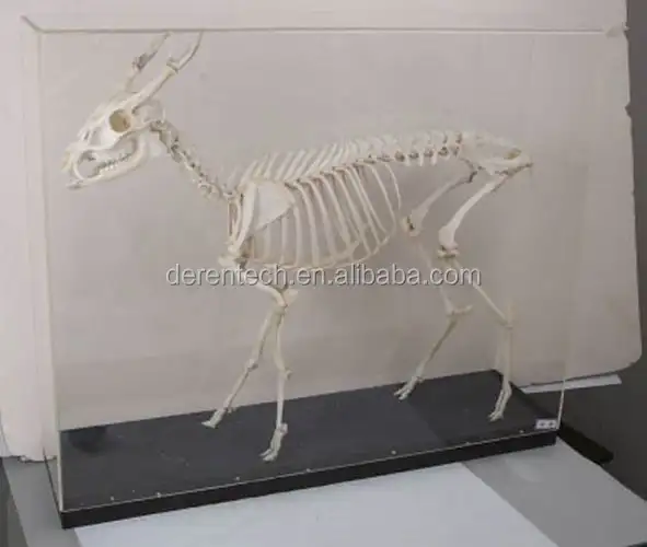 Animal skeleton specimen